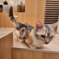 実際訪問したユーザーが直接撮影して投稿した本村テーマカフェ猫カフェ ニャー コン メオの写真