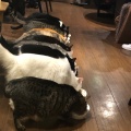 実際訪問したユーザーが直接撮影して投稿した雷門テーマカフェ猫カフェ きゃらふの写真