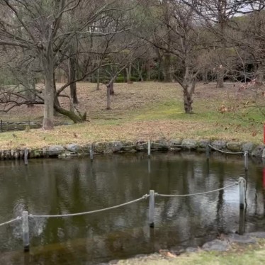 実際訪問したユーザーが直接撮影して投稿した千里万博公園湖沼 / 池どんぐり池の写真