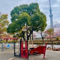 実際訪問したユーザーが直接撮影して投稿した向島公園隅田公園の写真