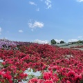 実際訪問したユーザーが直接撮影して投稿した長坂町公園大乗寺丘陵公園の写真