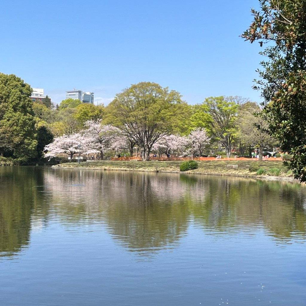 実際訪問したユーザーが直接撮影して投稿した北の丸公園桜の名所北ノ丸公園の桜の写真