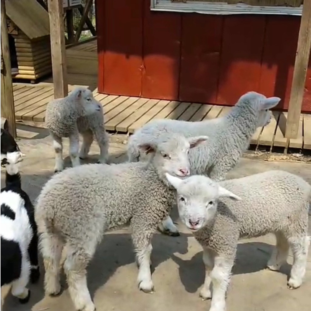 実際訪問したユーザーが直接撮影して投稿した半ノ木動物園ダチョウ王国 石岡ファームの写真