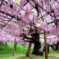 実際訪問したユーザーが直接撮影して投稿した河内植物園 / 樹木園河内藤園の写真