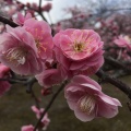 実際訪問したユーザーが直接撮影して投稿した国分町神社菅原神社の写真