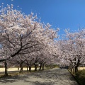 実際訪問したユーザーが直接撮影して投稿した山田町公園加賀市中央公園の写真