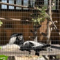 実際訪問したユーザーが直接撮影して投稿した老松町動物園野毛山動物園の写真