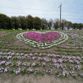 実際訪問したユーザーが直接撮影して投稿した箕郷町松之沢公園みさと芝桜公園の写真