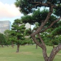 実際訪問したユーザーが直接撮影して投稿した皇居外苑公園皇居前広場の写真