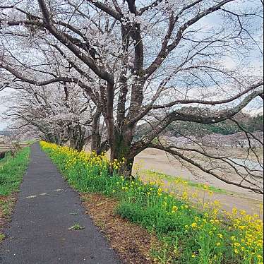 実際訪問したユーザーが直接撮影して投稿した宮町自然名所宮の桜の写真