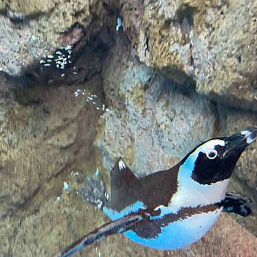 京都水族館のundefinedに実際訪問訪問したユーザーunknownさんが新しく投稿した新着口コミの写真