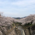 実際訪問したユーザーが直接撮影して投稿した恋の窪河川佐保川の写真