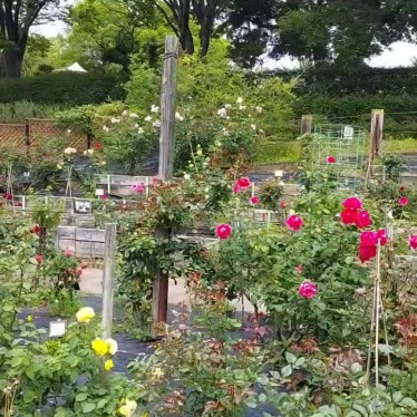 実際訪問したユーザーが直接撮影して投稿した西山町庭園バラ園の写真