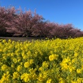 実際訪問したユーザーが直接撮影して投稿した大山町桜の名所東大山河津桜の写真