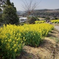 実際訪問したユーザーが直接撮影して投稿した緑台公園コスモスの丘の写真