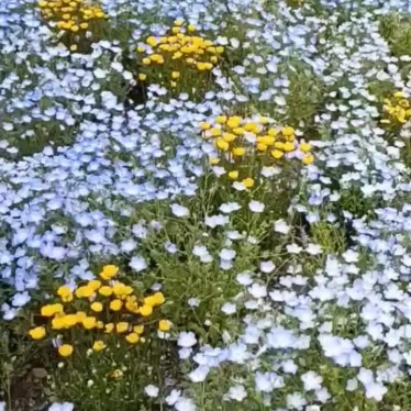 実際訪問したユーザーが直接撮影して投稿した名城植物園 / 樹木園名城公園フラワープラザの写真