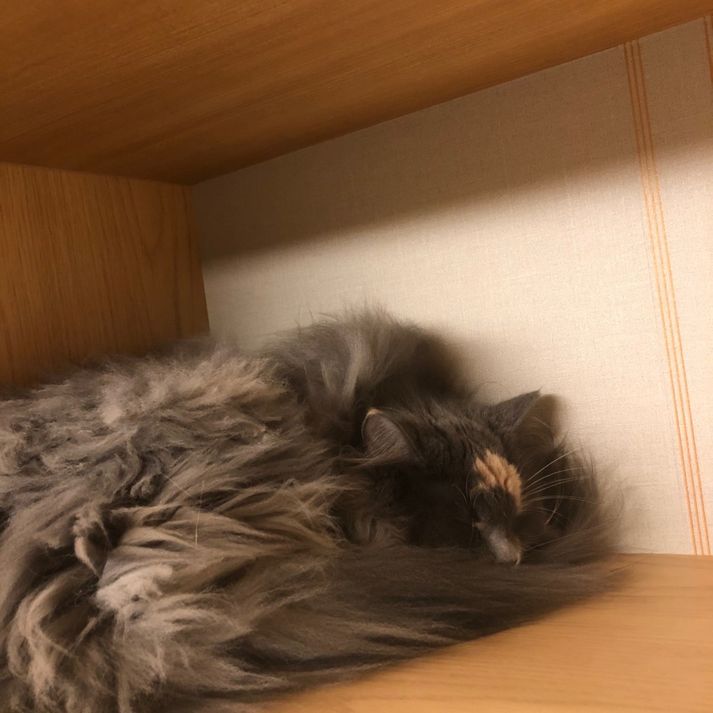 ユーザーが投稿したドリンクの写真 - 実際訪問したユーザーが直接撮影して投稿した新宿テーマカフェ猫カフェ モカラウンジ 新宿店の写真