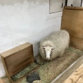 実際訪問したユーザーが直接撮影して投稿した東ペットショップZOO 恵比寿店の写真