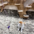 実際訪問したユーザーが直接撮影して投稿したりんくう町カフェpuppy cafe Rio 常滑店の写真