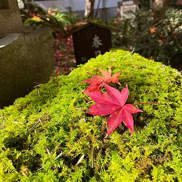 ぐれいしすさんが投稿した金津庭園のお店四季の山地庭園 泉恵園/ナカノテイキネンカン センケイエンの写真