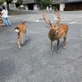 実際訪問したユーザーが直接撮影して投稿した雑司町公園奈良公園の写真