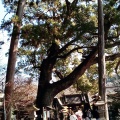 実際訪問したユーザーが直接撮影して投稿した八坂神社事任八幡宮の写真