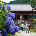 実際訪問したユーザーが直接撮影して投稿した矢田町寺矢田寺の写真