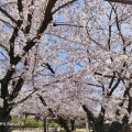 実際訪問したユーザーが直接撮影して投稿した清洲公園清洲公園の写真