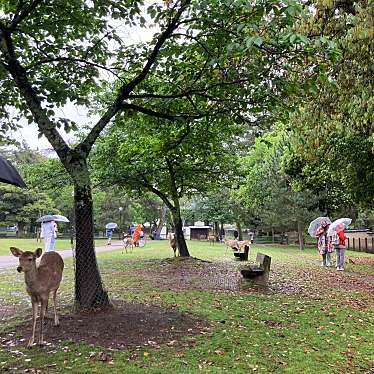 奈良公園のundefinedに実際訪問訪問したユーザーunknownさんが新しく投稿した新着口コミの写真