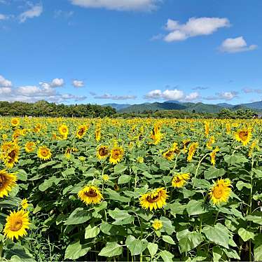 実際訪問したユーザーが直接撮影して投稿した山中公園山中湖 花の都公園の写真