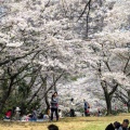 実際訪問したユーザーが直接撮影して投稿した下滝野公園兵庫県立播磨中央公園の写真