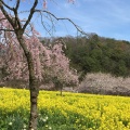 実際訪問したユーザーが直接撮影して投稿した高原せら高原の写真