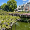 実際訪問したユーザーが直接撮影して投稿した亀戸神社亀戸天神社の写真