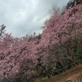 実際訪問したユーザーが直接撮影して投稿した松田惣領公園西平畑公園の写真