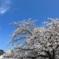 実際訪問したユーザーが直接撮影して投稿した大路公園草津川跡地公園 de愛ひろば(区間5)の写真