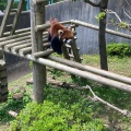 実際訪問したユーザーが直接撮影して投稿した桜町動物園鯖江市 西山動物園の写真