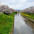 実際訪問したユーザーが直接撮影して投稿した恋の窪河川佐保川の写真