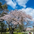 実際訪問したユーザーが直接撮影して投稿した百舌鳥夕雲町公園大仙公園の写真