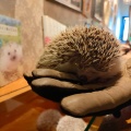 実際訪問したユーザーが直接撮影して投稿した神宮前テーマカフェHedgehog Cafe HARRY 原宿駅前店の写真