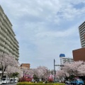実際訪問したユーザーが直接撮影して投稿した小石川地域名所播磨坂の写真