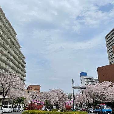 実際訪問したユーザーが直接撮影して投稿した小石川地域名所播磨坂の写真