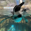 実際訪問したユーザーが直接撮影して投稿した浅虫水族館 / アクアリウム青森県営浅虫水族館の写真