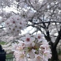 実際訪問したユーザーが直接撮影して投稿した麹町公園千鳥ヶ淵公園の写真