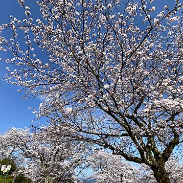 実際訪問したユーザーが直接撮影して投稿した桜町公園西山公園の写真