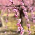 実際訪問したユーザーが直接撮影して投稿した中島鳥羽離宮町神社城南宮の写真