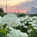 実際訪問したユーザーが直接撮影して投稿した平井河川旧中川 河津桜の写真