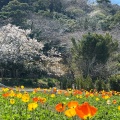 実際訪問したユーザーが直接撮影して投稿した館山城 / 城跡館山城の写真