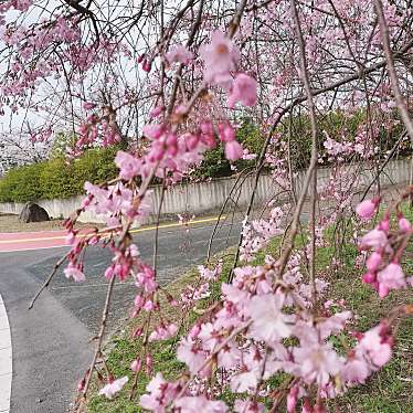 高槻市立 自然博物館 あくあぴあ芥川のundefinedに実際訪問訪問したユーザーunknownさんが新しく投稿した新着口コミの写真