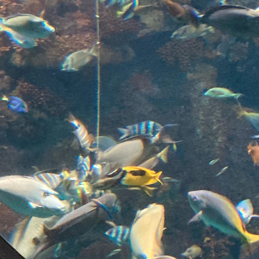 にてのさんが投稿した海岸通水族館 / アクアリウムのお店海遊館/カイユウカンの写真