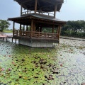実際訪問したユーザーが直接撮影して投稿した公園大池公園の写真
